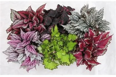 Begonia leaf magic colours mix 13x25 cm