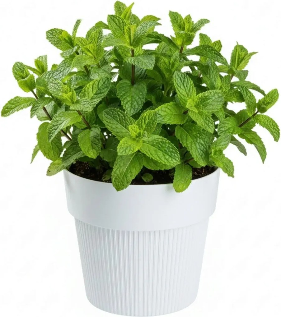 Sada 4 ks květináčů Silva Line bílá