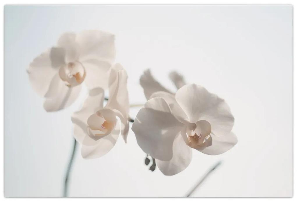 Obraz bielej orchidey (90x60 cm)
