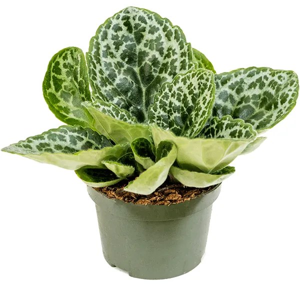 Streptocarpus Pretty Turtle 13x25 cm