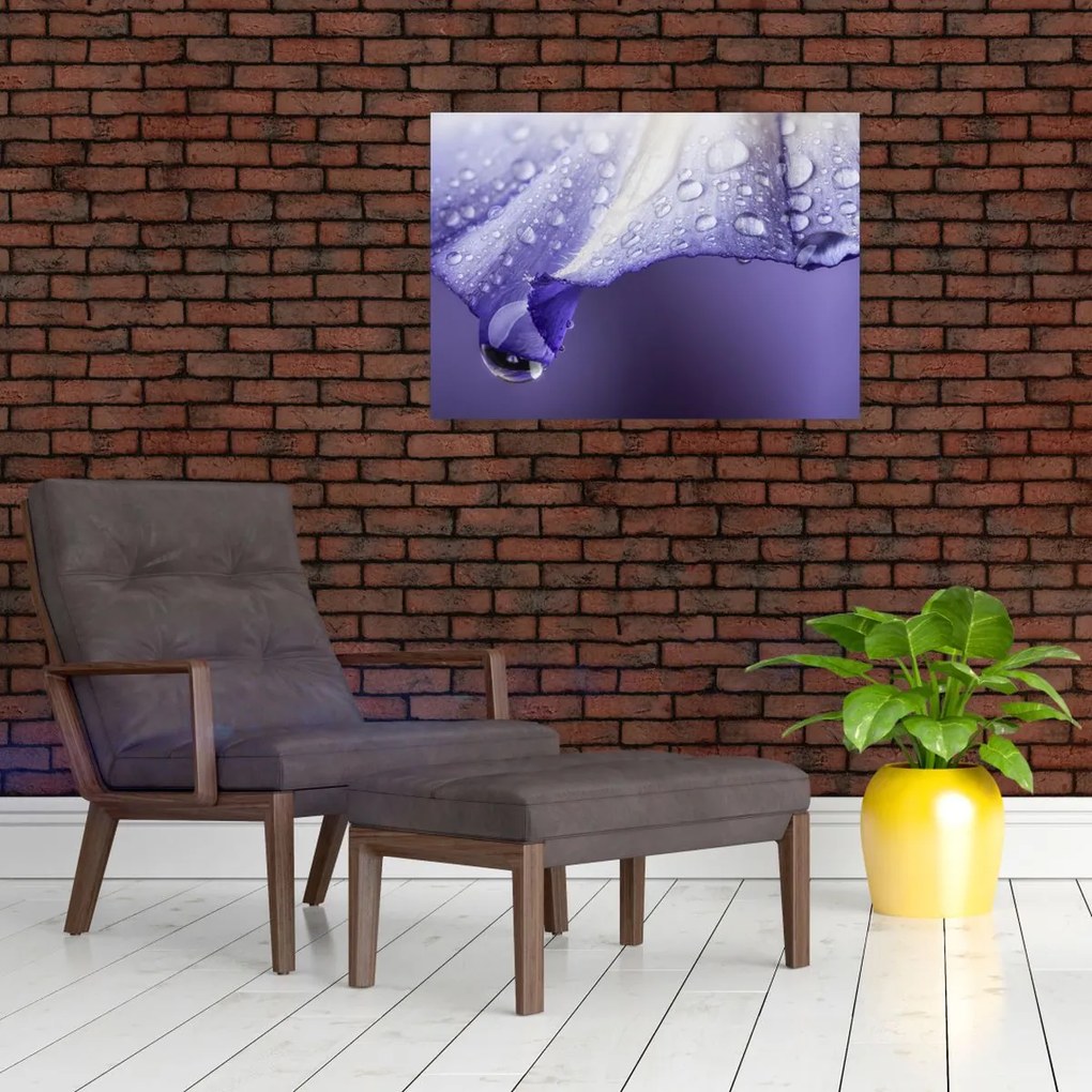 Obraz - Okvetný lístok s kvapkami (70x50 cm)