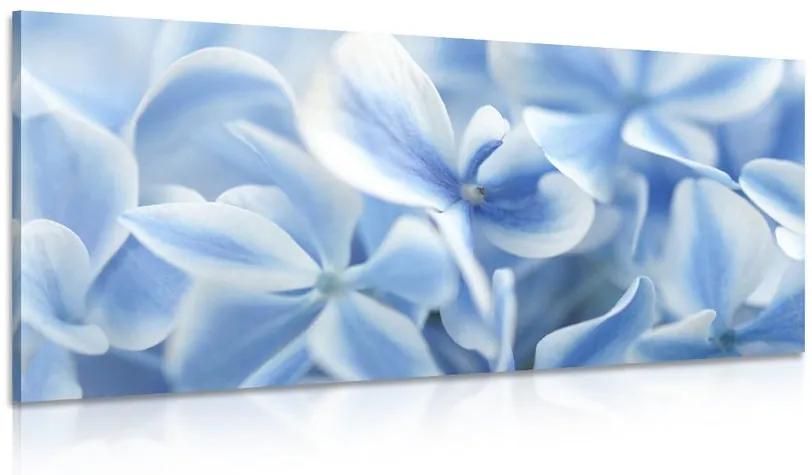 Obraz modro-biele kvety hortenzie Varianta: 120x60