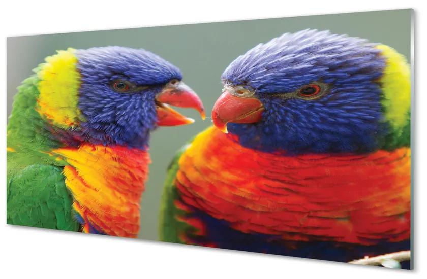 Obraz na akrylátovom skle Farebný papagáj 125x50 cm