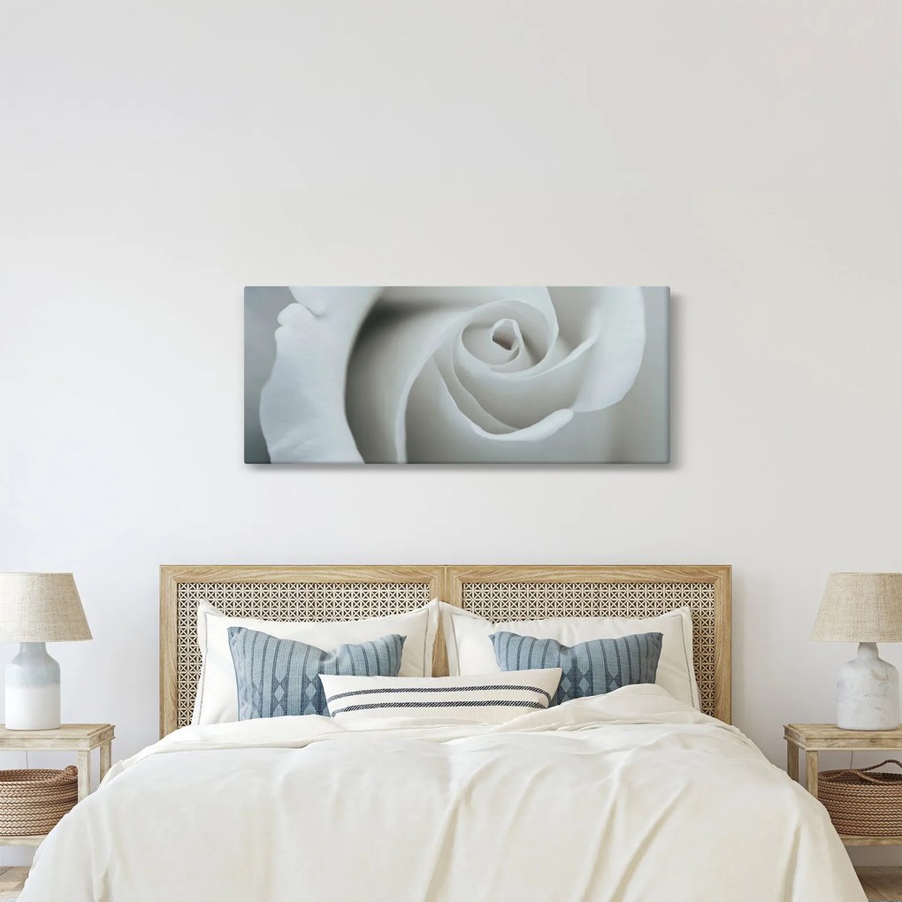 Obraz - Biela ruža (120x50 cm)