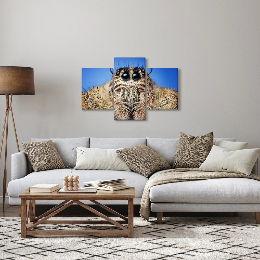 Obraz detailu pavúka (90x60 cm)