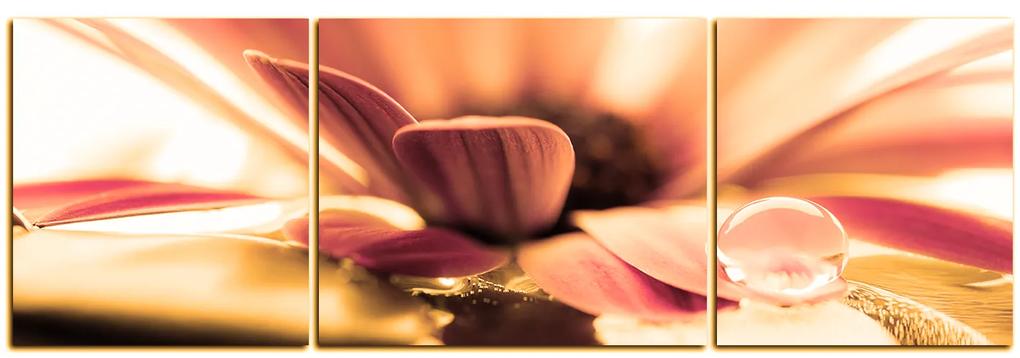 Obraz na plátne - Kvapka rosy na lúpeňoch kvetu - panoráma 580QC (120x40 cm)