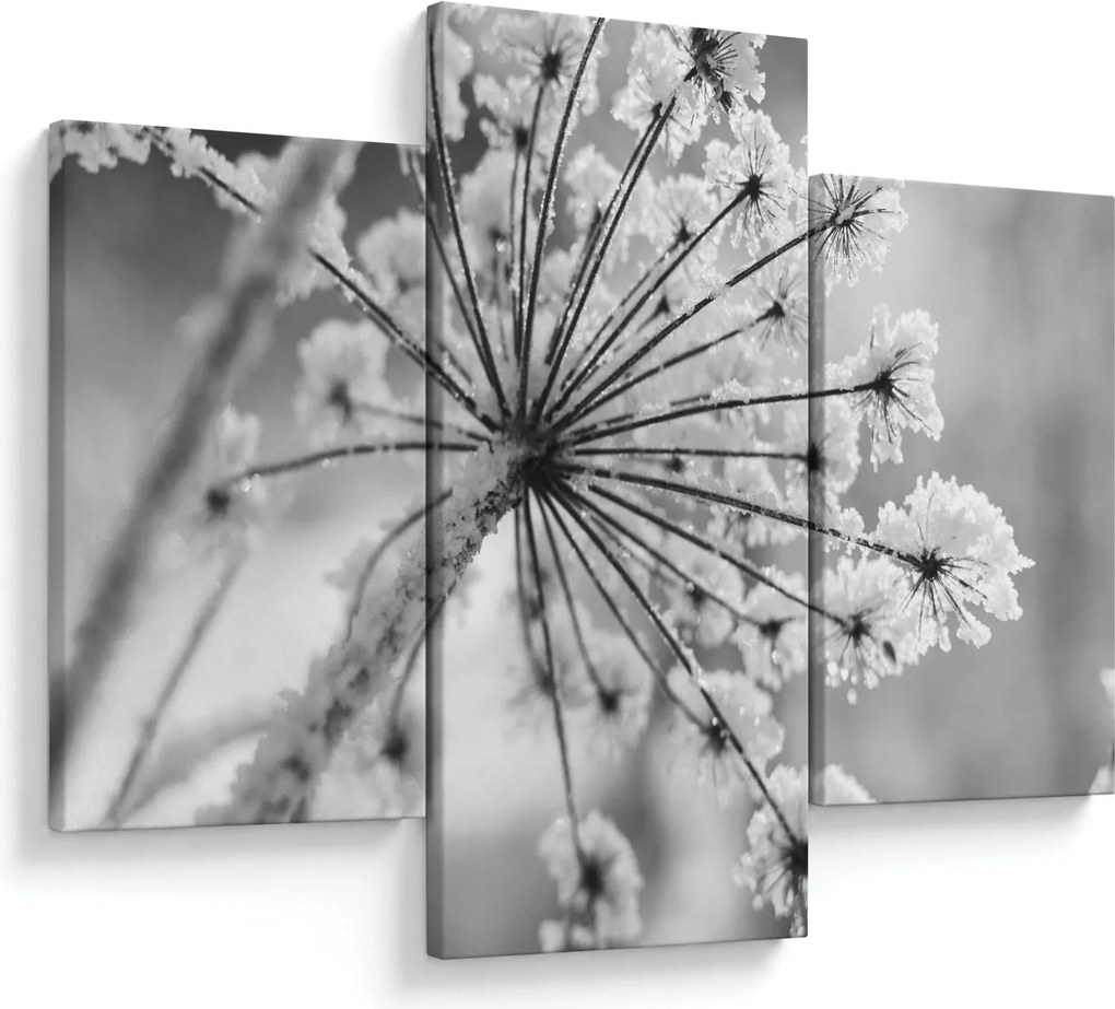 Obraz - Kvetina v zime (90x60 cm)