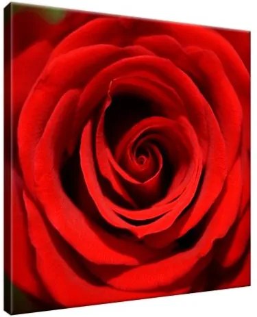 Obraz na plátne Tajomná červená ruža 30x30cm 279A_1AI