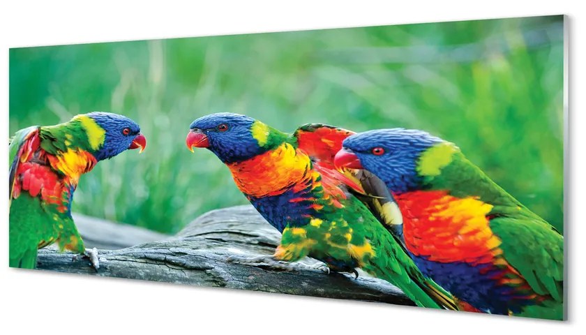 Obraz na akrylátovom skle Farebný papagáj stromu 120x60 cm