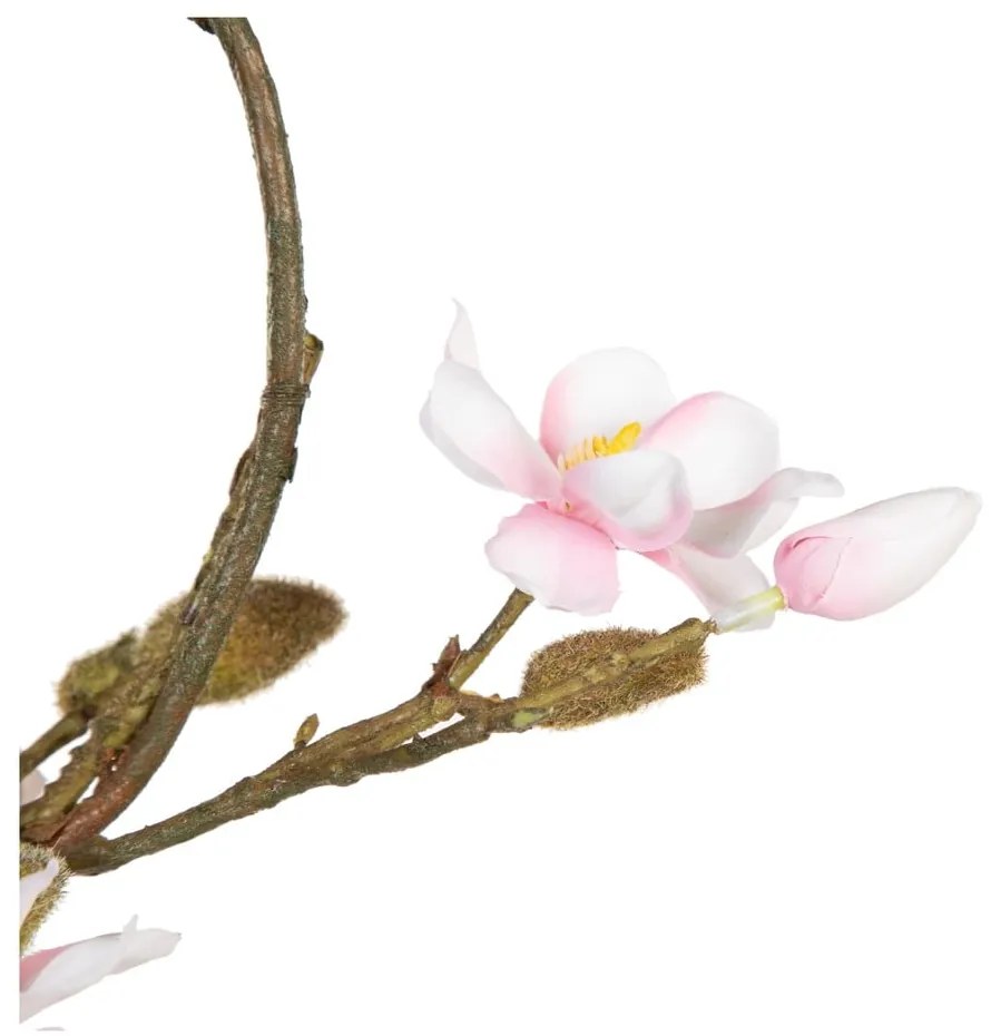 Veniec Magnolia – Ixia