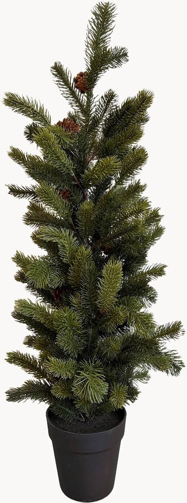 Vianočný stromček Clove
