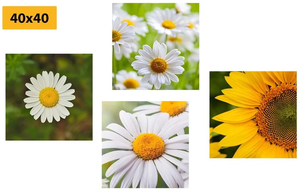 Set obrazov jarné kvety