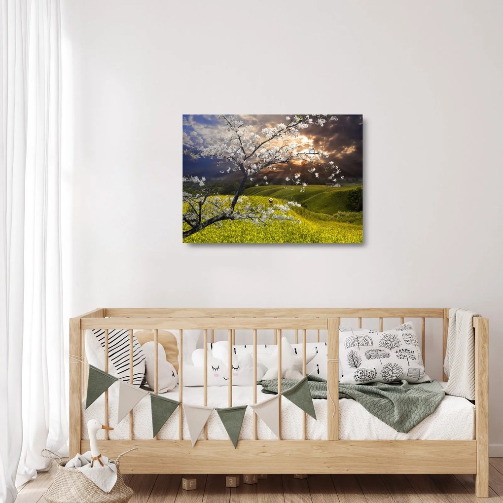 Sklenený obraz - Rozkvitnutý strom v krajine (70x50 cm)