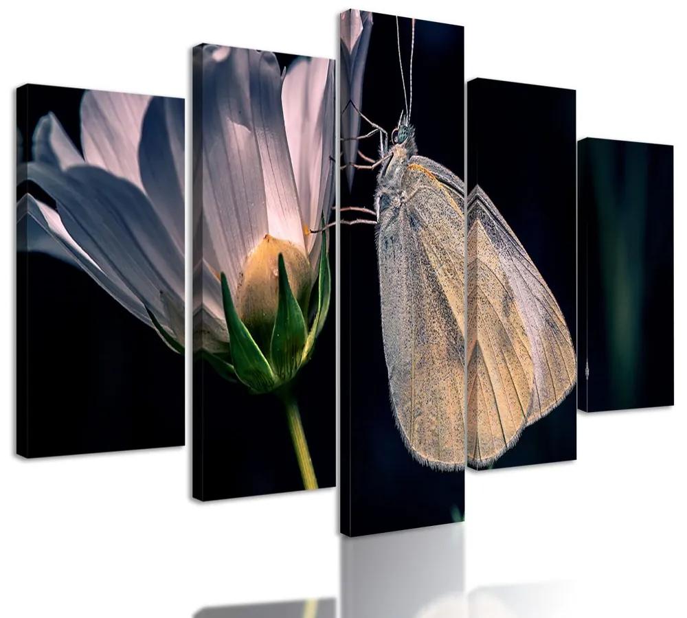 5-dielny obraz nočný motýľ