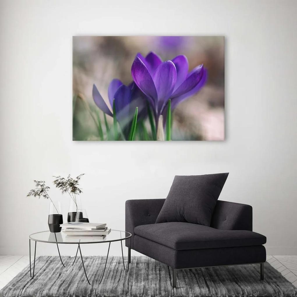 Obraz na plátně Květy krokusů Příroda - 120x80 cm