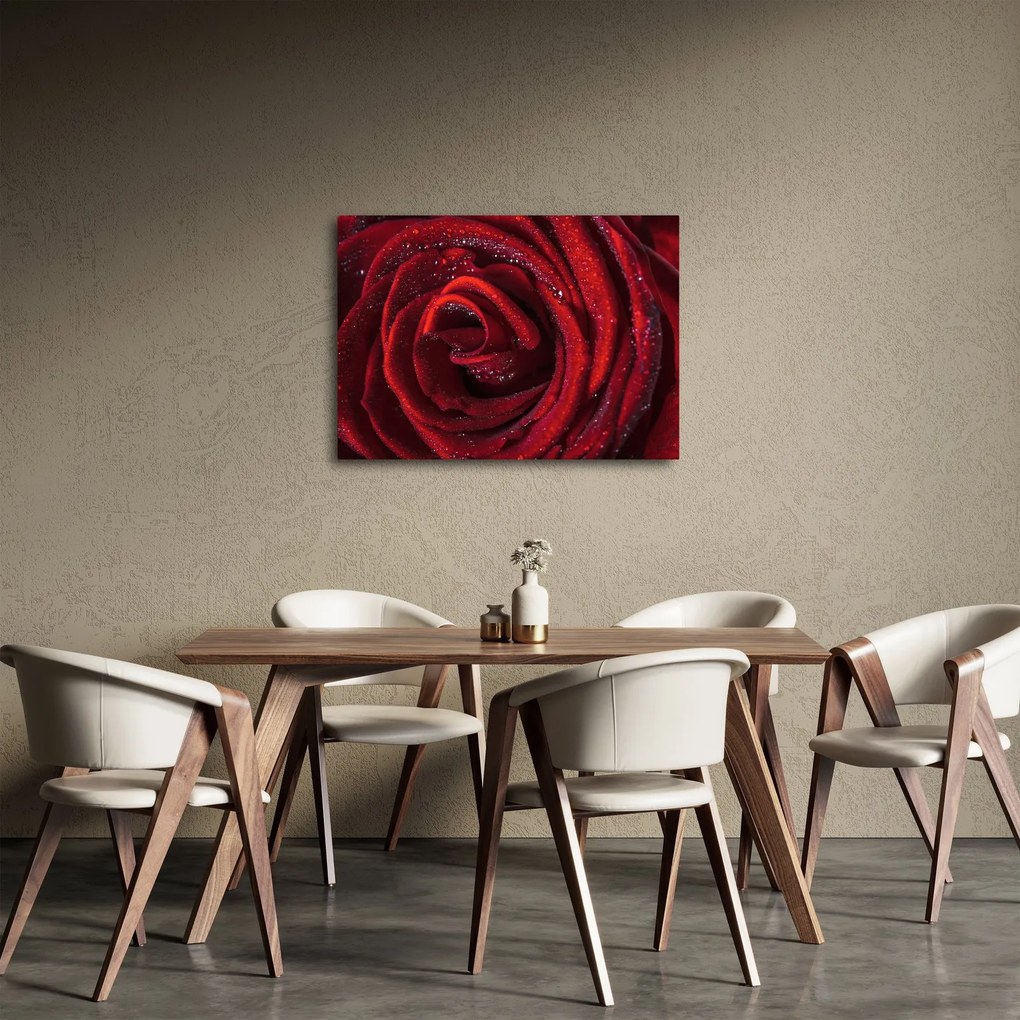 Obraz - Červená ruža s kvapkami rosy (70x50 cm)
