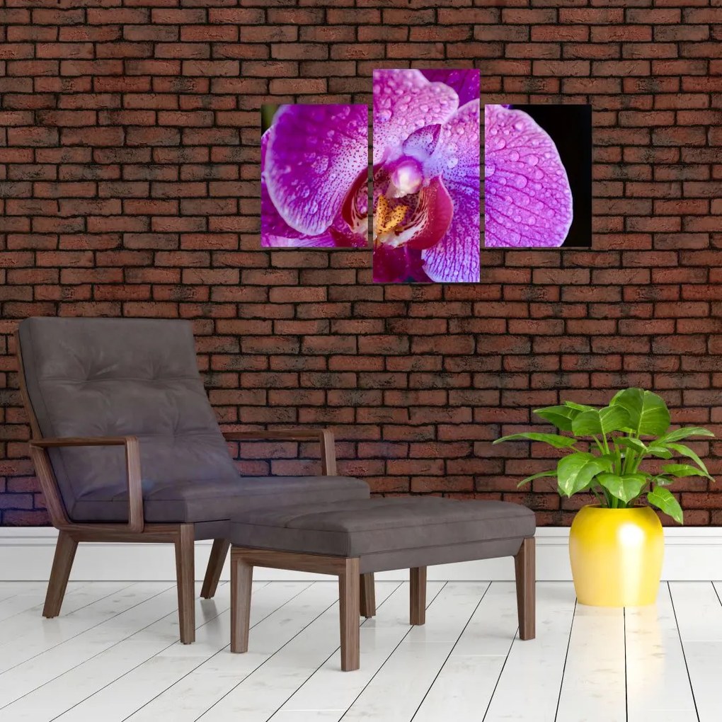 Detailný obraz kvetu orchidey (90x60 cm)