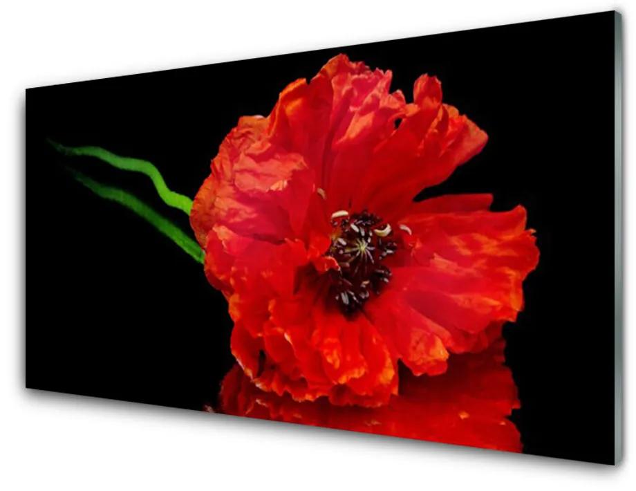 Skleneny obraz Kvet mak rastlina príroda 120x60 cm