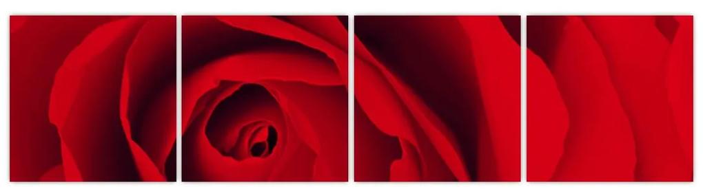 Detail červené ruže - obraz