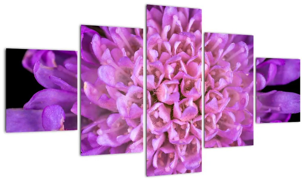 Detailný obraz kvetu (125x70 cm), 40 ďalších rozmerov