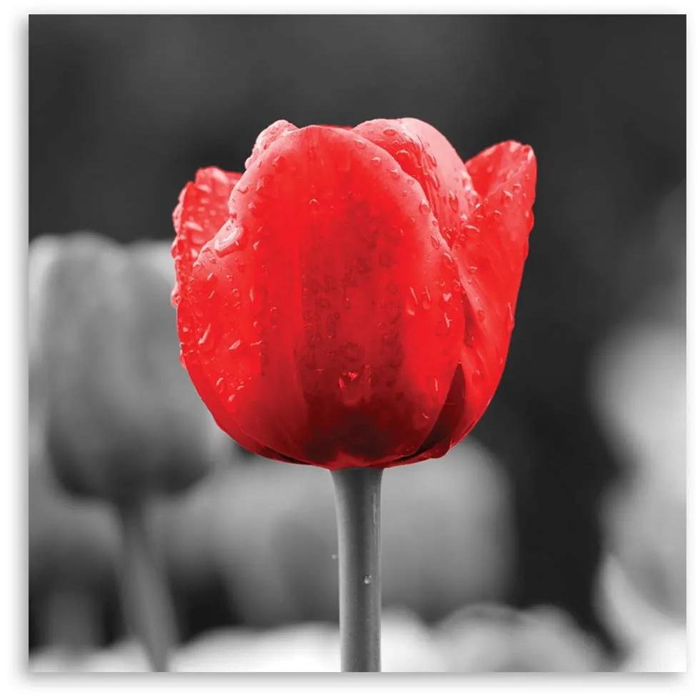 Gario Obraz na plátne Červený tulipán Rozmery: 30 x 30 cm