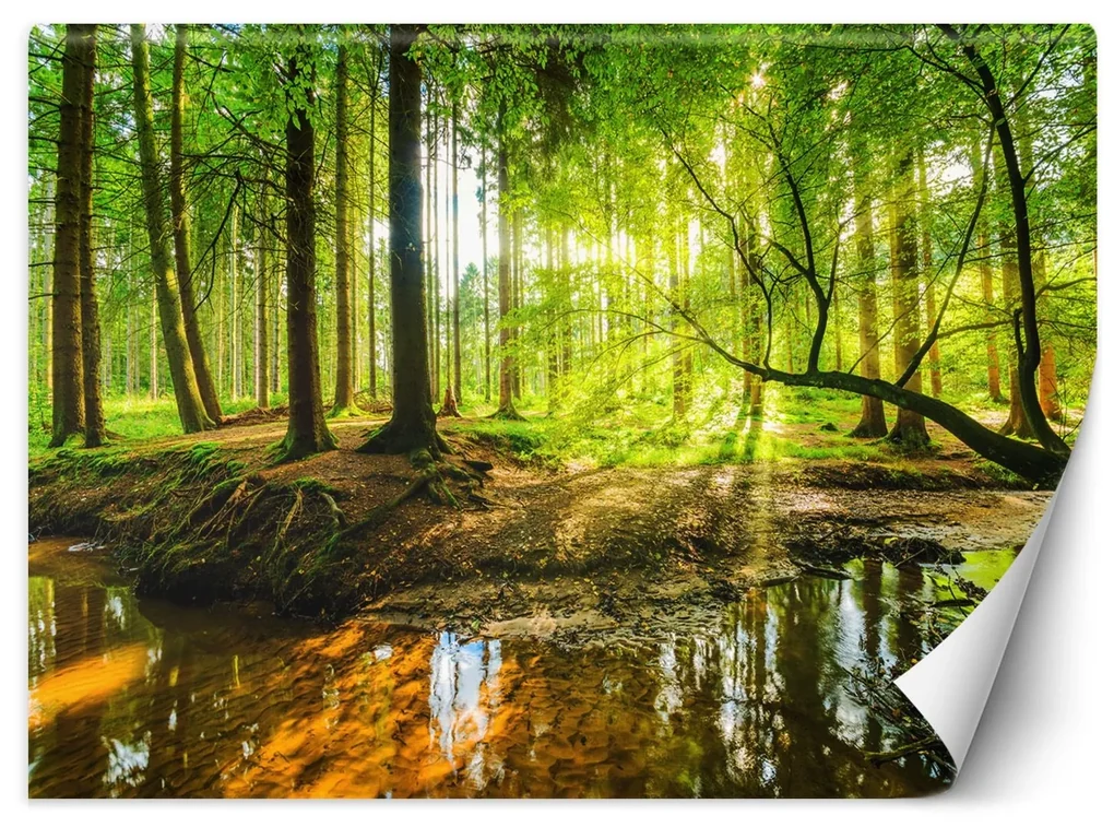 Gario Fototapeta Potok v lese pri východe slnka Materiál: Vliesová, Rozmery: 350 x 245 cm