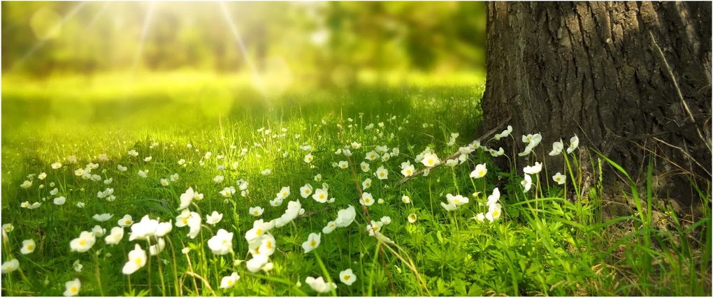 Obraz paseky a kvetín (120x50 cm)