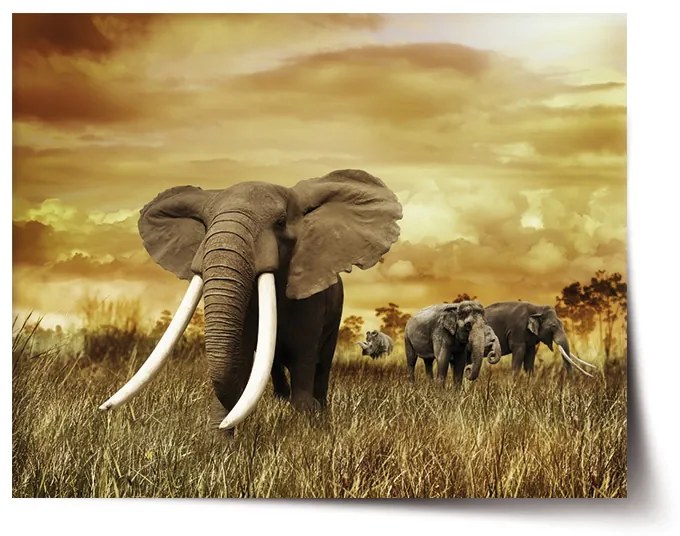 Sablio Plagát Slon Africký - 60x40 cm