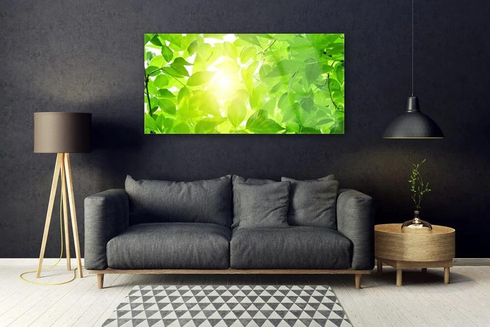 Obraz plexi Listy príroda slnko rastlina 120x60 cm