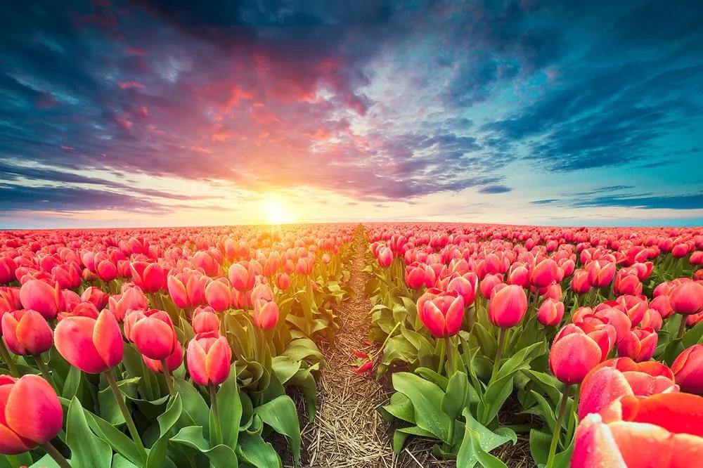 Samolepiaca tapeta východ slnka nad tulipánovým poľom