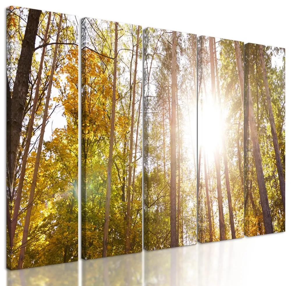 5-dielny obraz slnko v korunách stromov