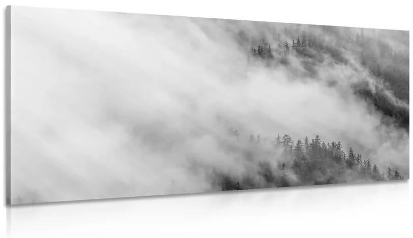 Obraz čiernobiely hmlistý les Varianta: 100x50