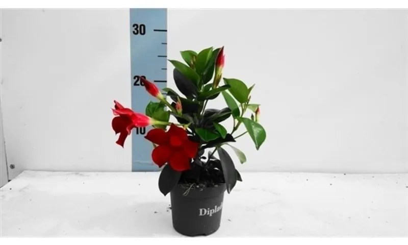 Mandevilla sp. 9x25 cm