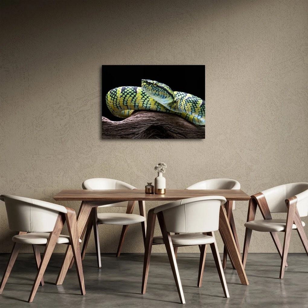 Obraz - Štrkáč Waglerov (70x50 cm)
