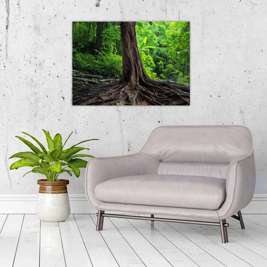 Sklenený obraz - Starý strom s koreňmi (70x50 cm)
