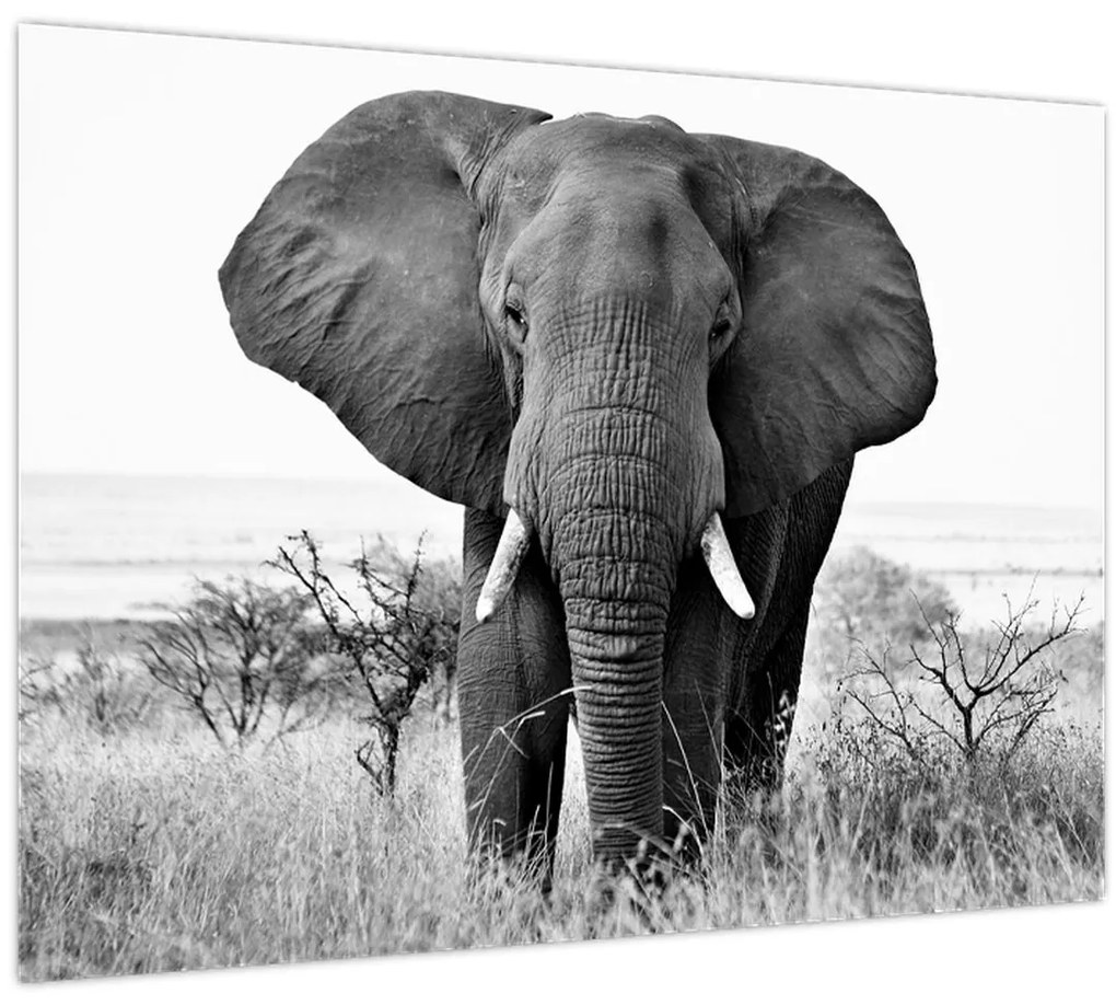 Sklenený obraz - Slon africký II. (70x50 cm)