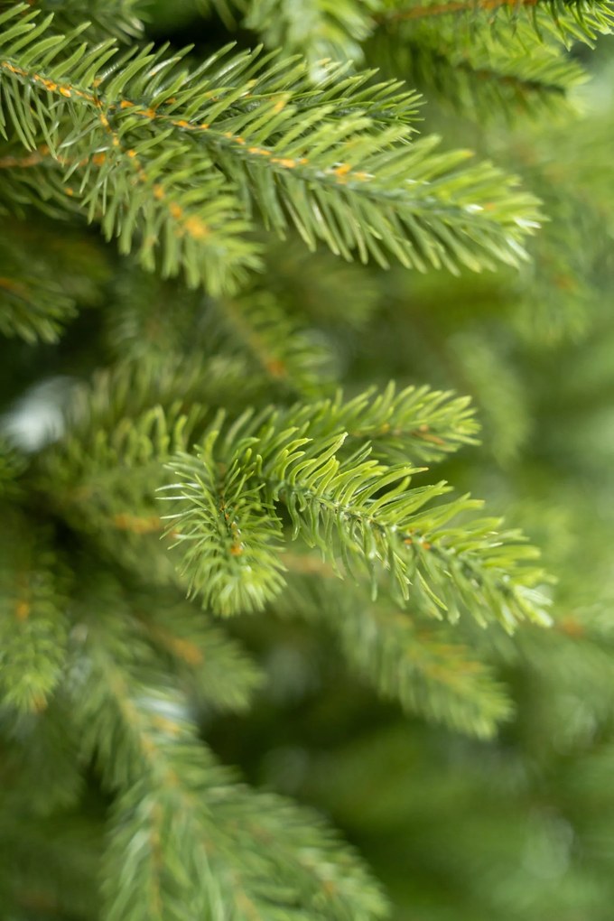 Limpol Jedľa Exclusive Lux 1,70 m