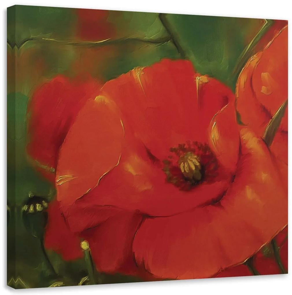 Obraz na plátně Červený mák Rostliny - 60x60 cm