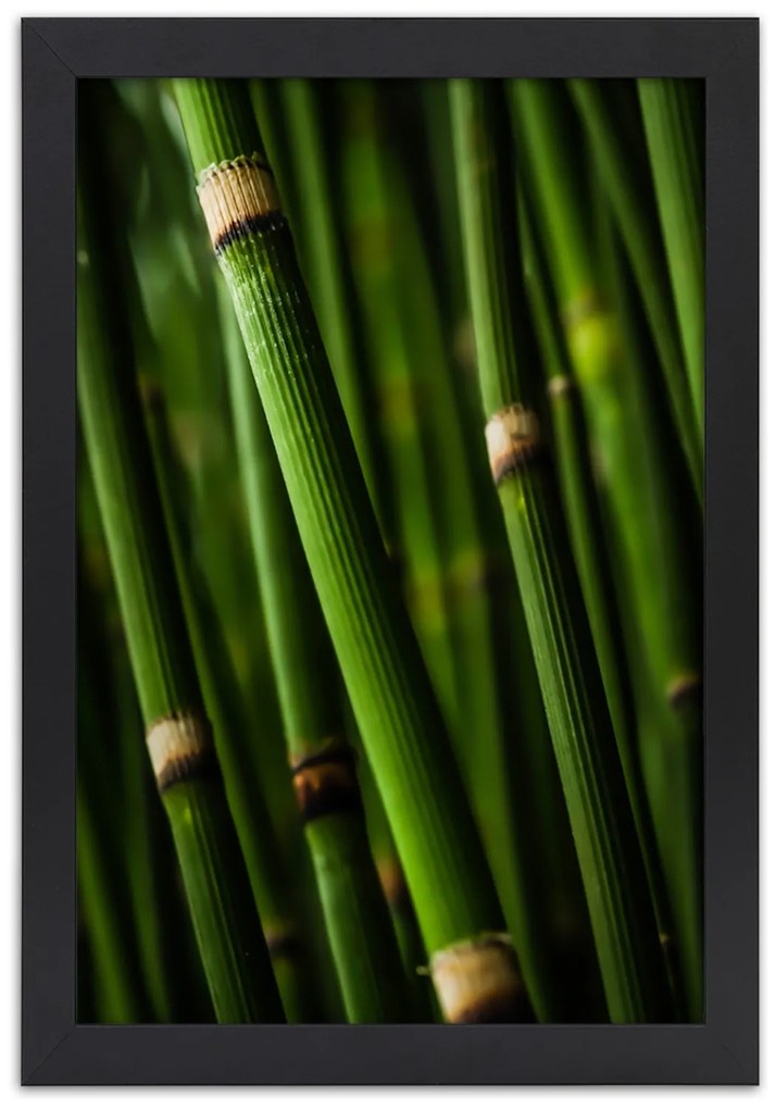 Gario Plagát Bambusový les Farba rámu: Bez rámu, Rozmery: 40 x 60 cm