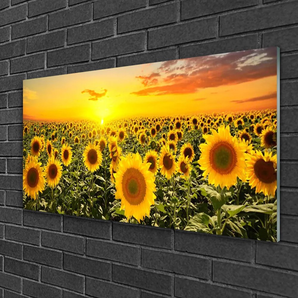 Obraz na skle Slnečnica 140x70 cm