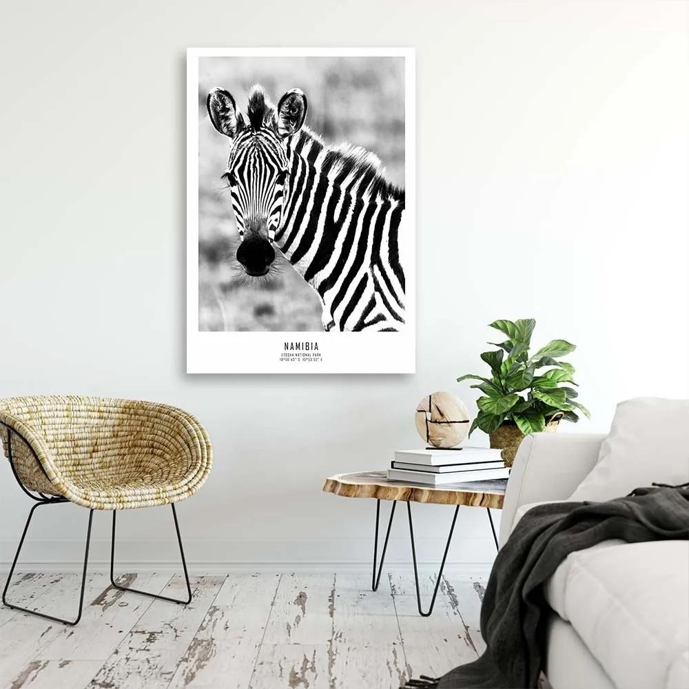 Obraz na plátně Zebra Zvířata Příroda - 80x120 cm