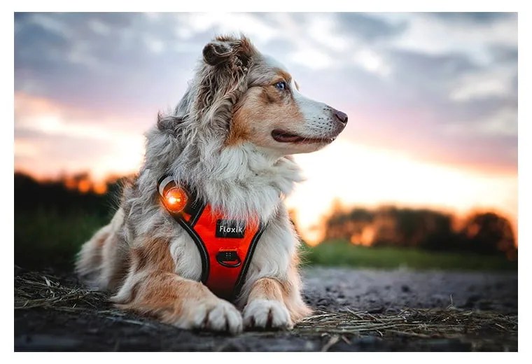 LED svetlo na obojok Amber – Orbiloc