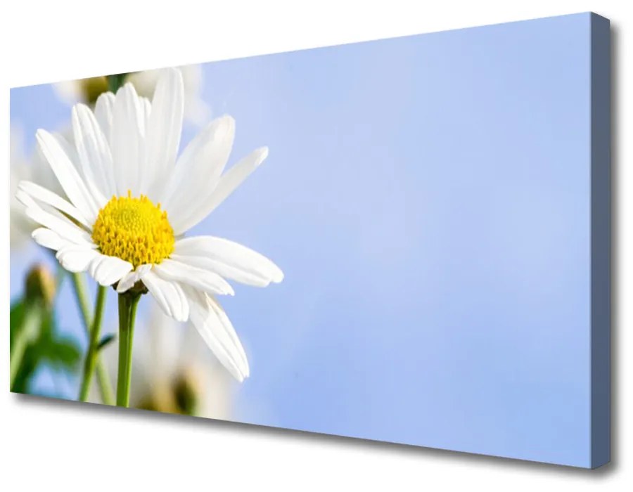 Obraz Canvas Sedmokráska rastlina príroda 120x60 cm