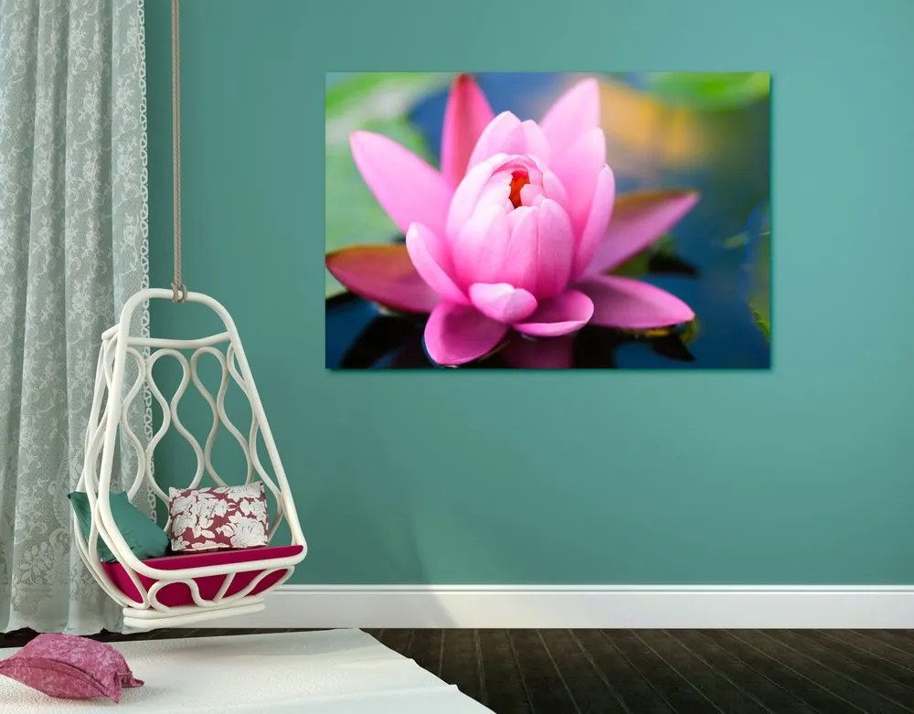 Obraz nádherný ružový kvet na jazere Varianta: 120x80