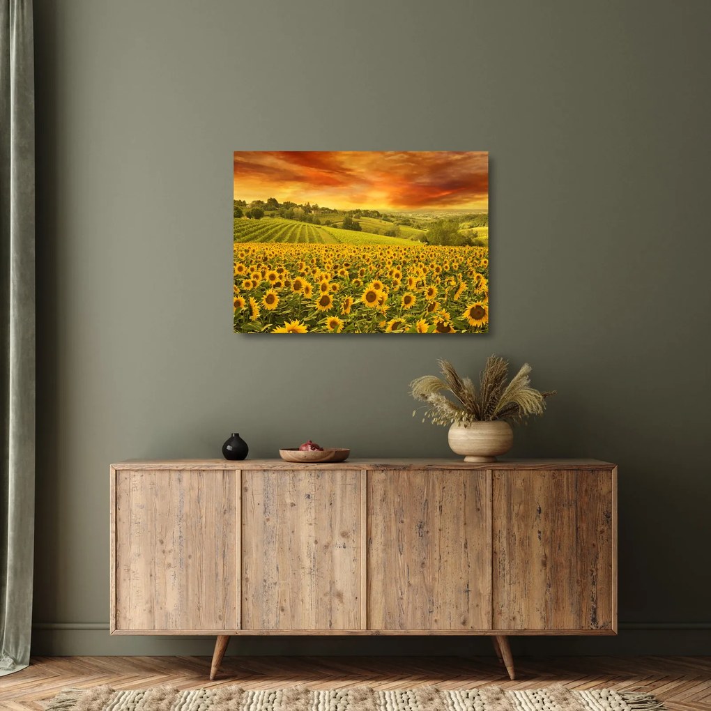 Sklenený obraz - Slnečnicové pole (70x50 cm)