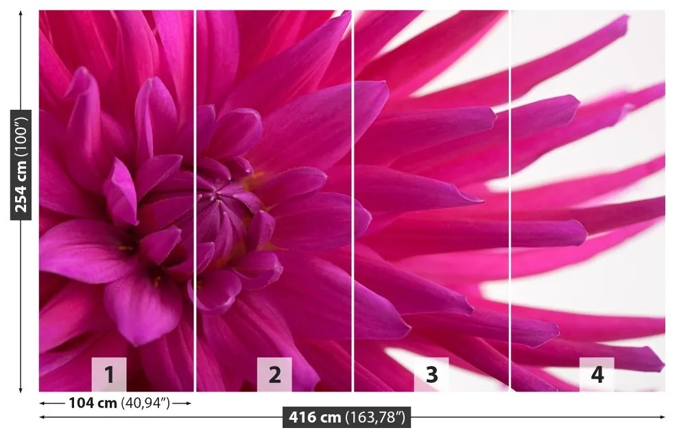 Fototapeta Vliesová Dahlia pink 250x104 cm