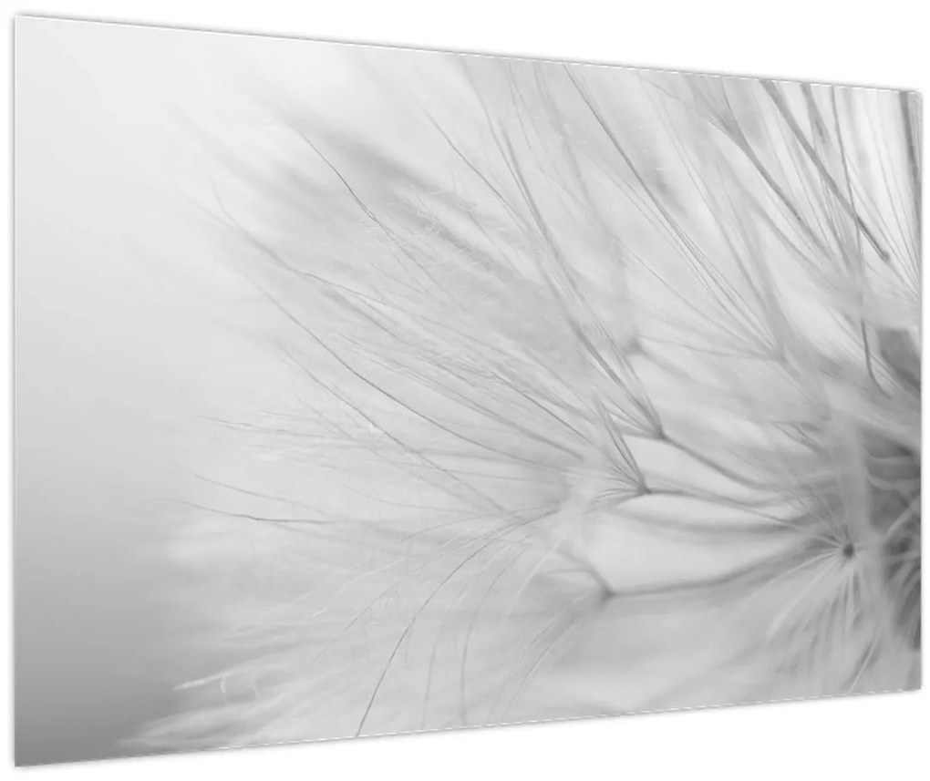 Obraz - Púpava (90x60 cm)