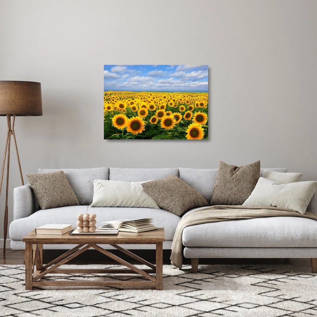 Sklenený obraz slnečnicového poľa (70x50 cm)