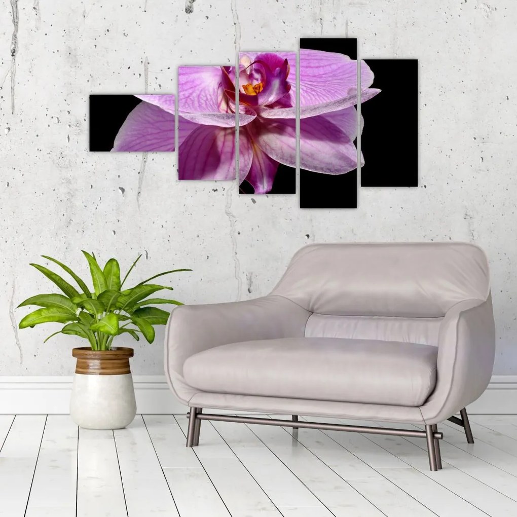 Obraz - orchidea