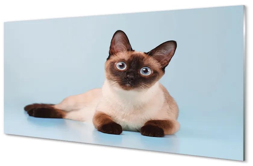 Sklenený obraz ležiace mačka 125x50 cm